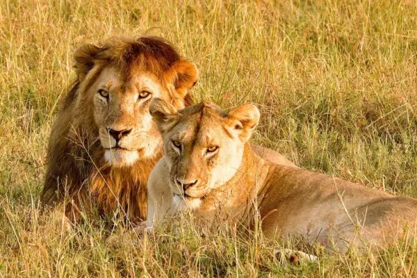 3 Days, 2 Nights – Serengeti Sky Safari (Fly-in/ Fly-out)