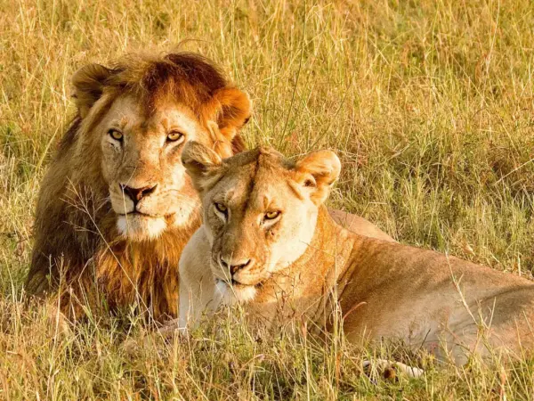 3 Days, 2 Nights – Serengeti Sky Safari (Fly-in/ Fly-out)