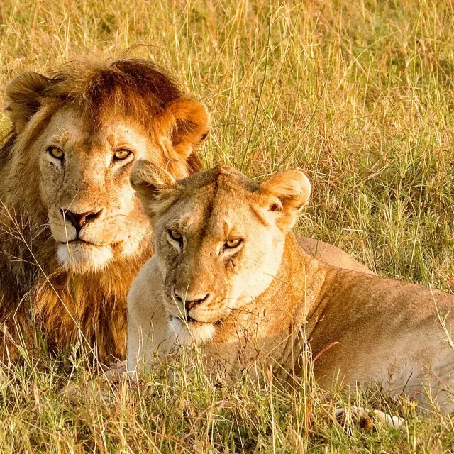 3 Days, 2 Nights – Serengeti Sky Safari (Fly-in/ Fly-out)