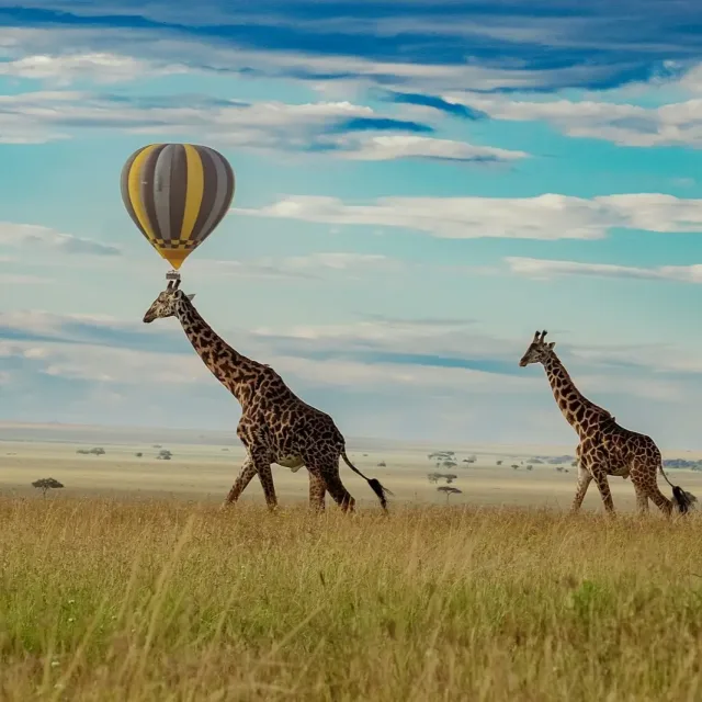 Tarangire Wildlife Day Escape