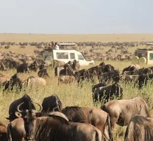 Serengeti