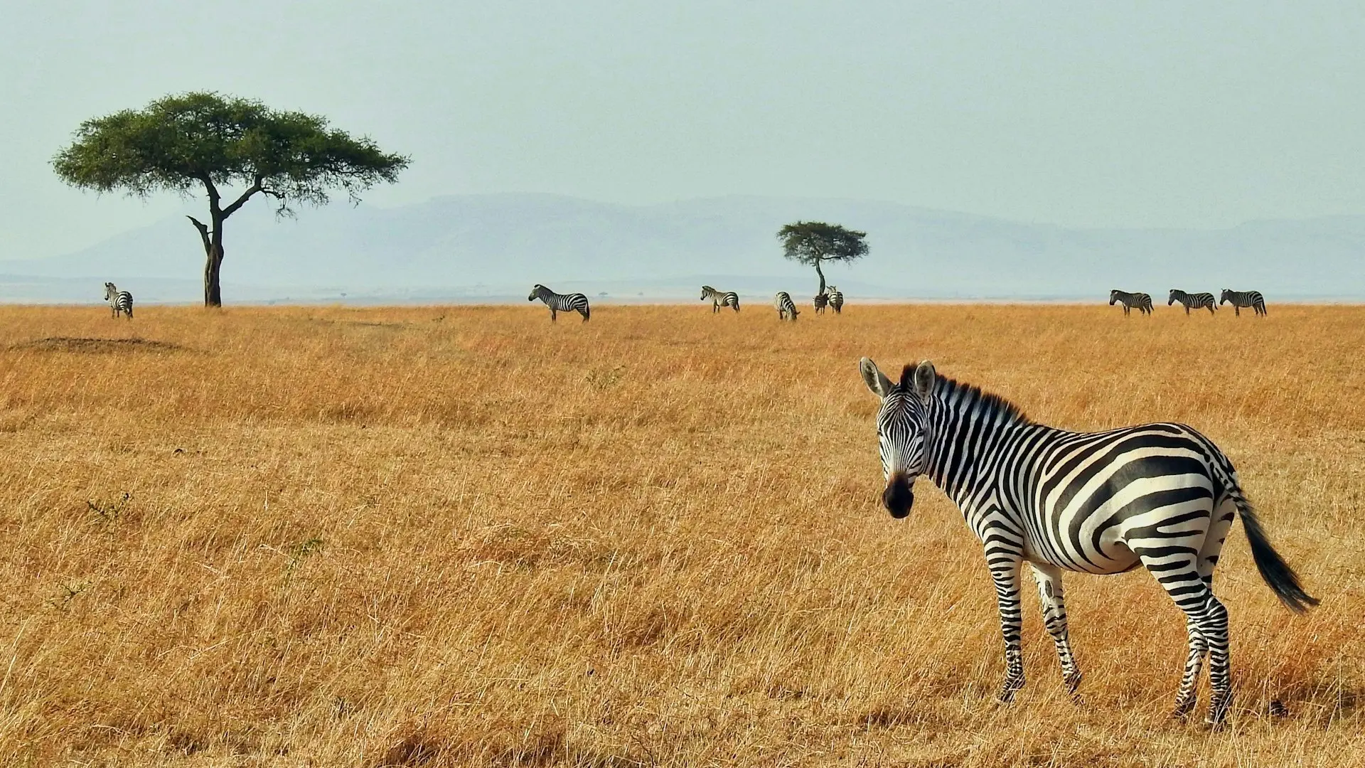 ron-dauphin-k-8-eX4Y3no-unsplashh