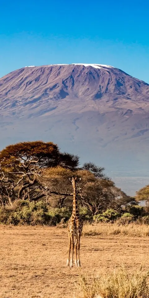 Kilimanjaro