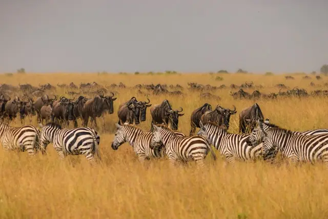 Wildlife Safaris